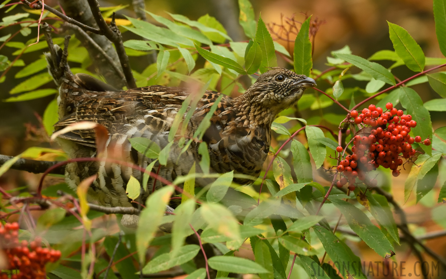 Bonasa umbellus umbelloides [400 mm, 1/400 sec at f / 8.0, ISO 2500]